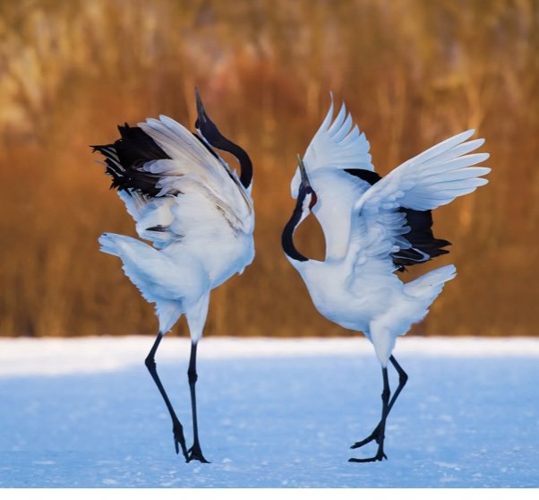 Журавли - журавли - оригинал