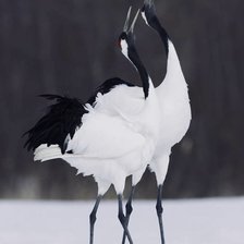 Схема вышивки «Журавли»