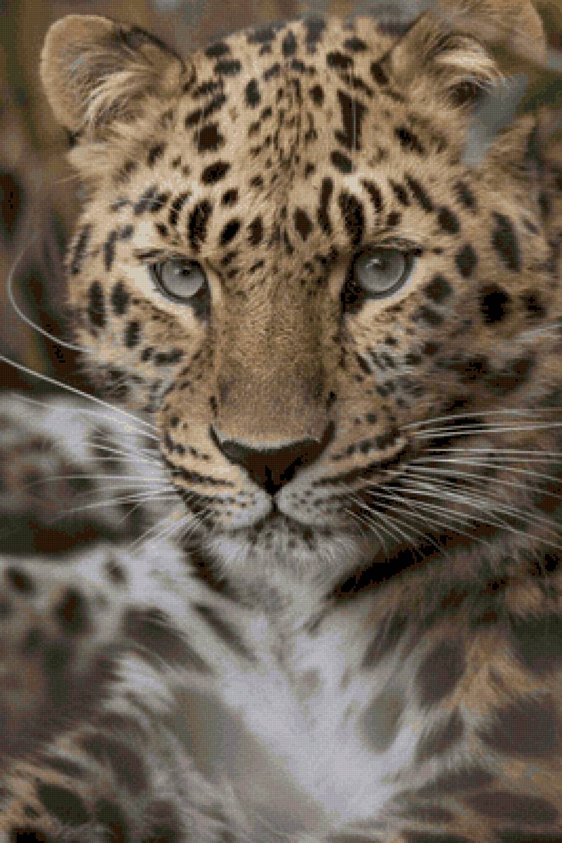 Тигр - предпросмотр