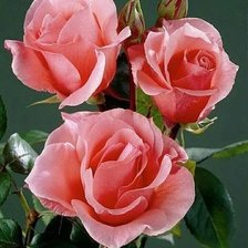 Схема вышивки «Розы»