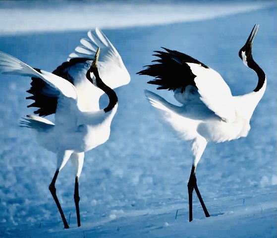 Журавли - журавли - оригинал