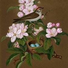 Схема вышивки «Птичка и гнездо»