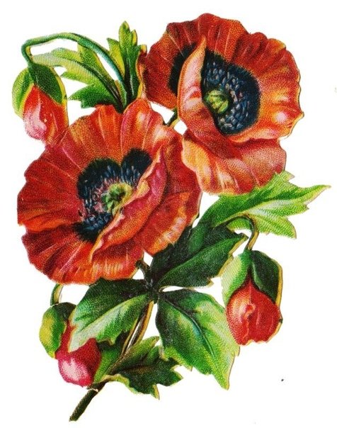 Маки - цветы, натюрморт, букет, маки, красивые, природа - оригинал