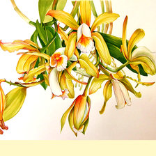 Схема вышивки «Серия "Цветы". Орхидеи.»