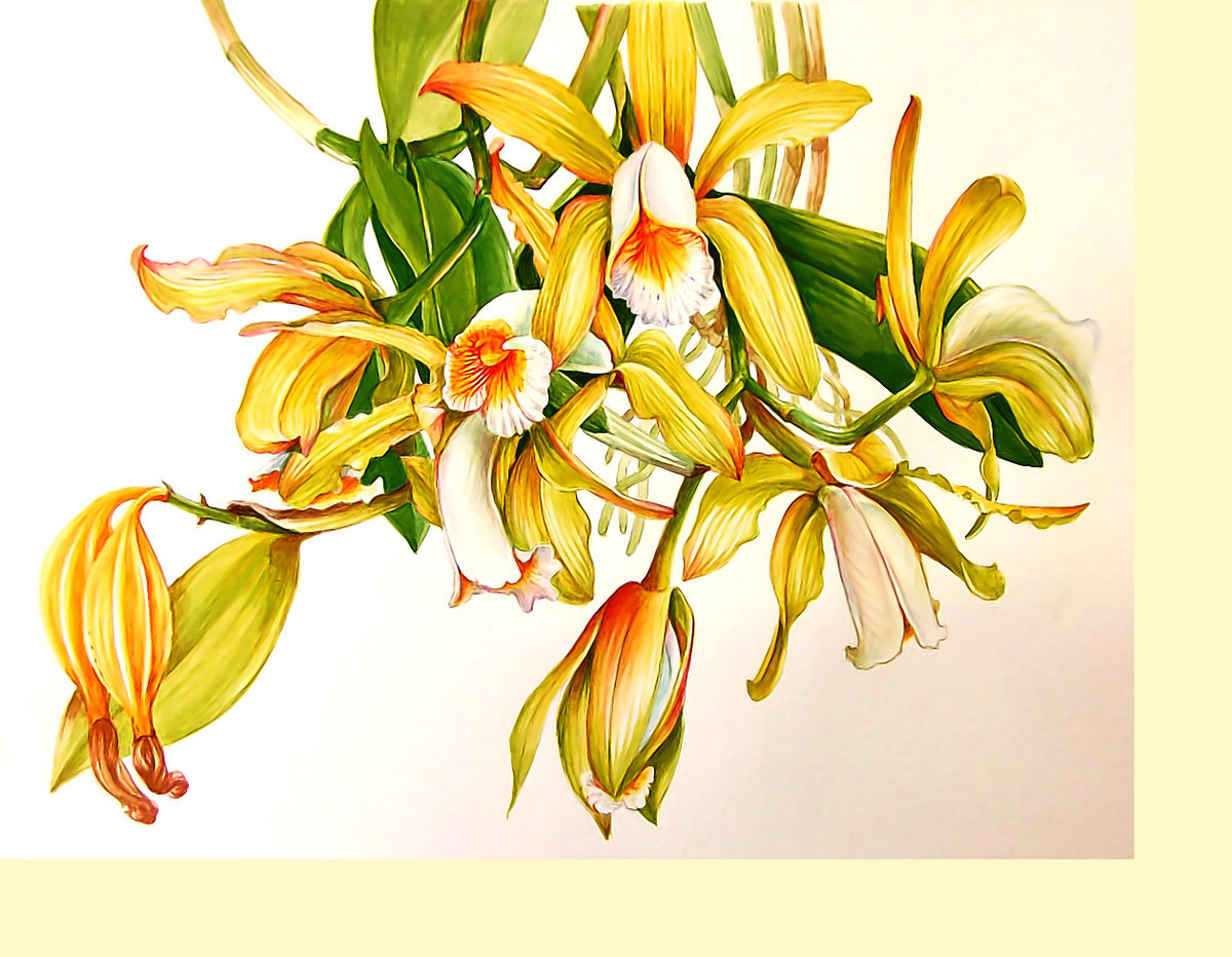 Серия "Цветы". Орхидеи. - орхидеи, цветы, флора - оригинал