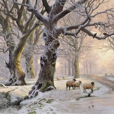 Sheep in winter