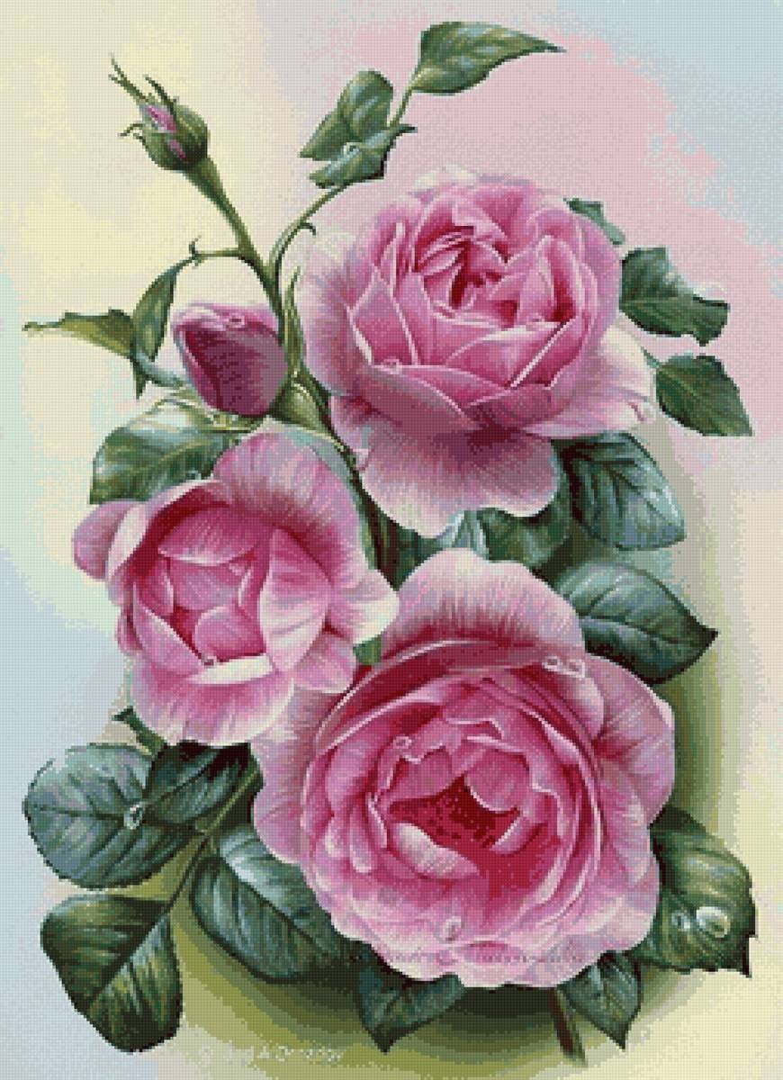 розы - розы ваза - предпросмотр