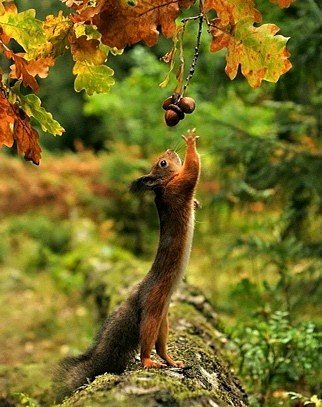 Желуди для белочки - осень, дуб, листва, желуди, белка, лес - оригинал