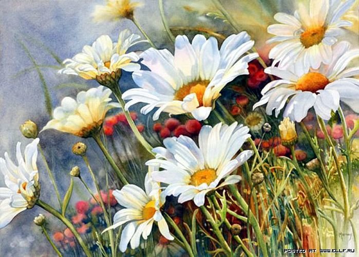 Ромашки Марни Вард - цветы, ромашки - оригинал