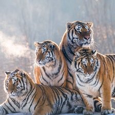 Схема вышивки «Тигриное семейство»