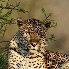 Схема вышивки «Леопард»