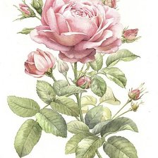 Оригинал схемы вышивки «Роза» (№2285578)