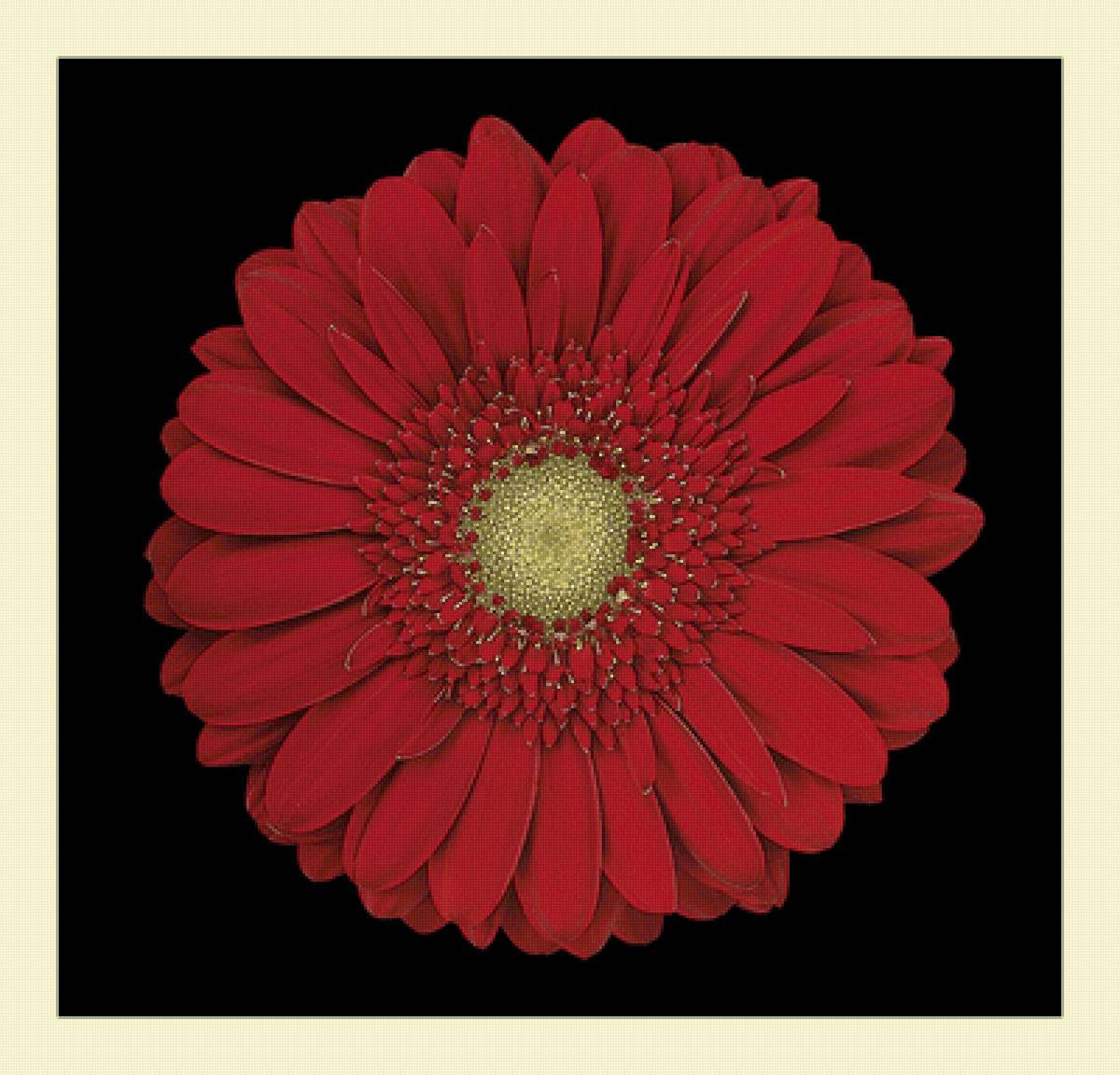 №2285729 - герберы, цветы - предпросмотр