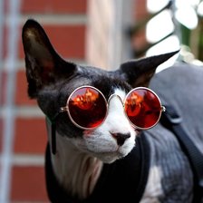 Схема вышивки «Кот в очках 2»