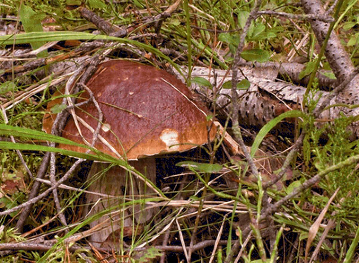 =амаскировался - грибы, боровик - предпросмотр
