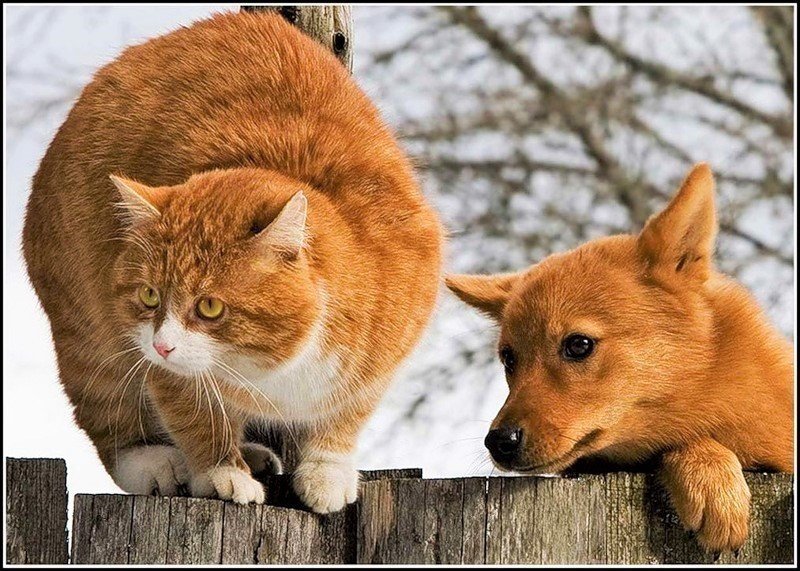 Рыжики - собака, кот, животные - оригинал