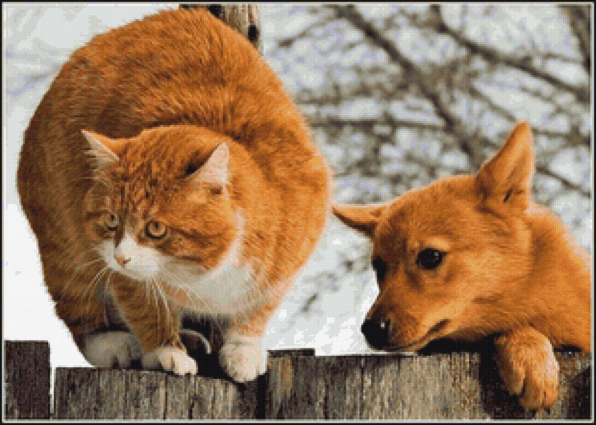 Рыжики - животные, собака, кот - предпросмотр