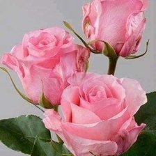 Схема вышивки «Розы»