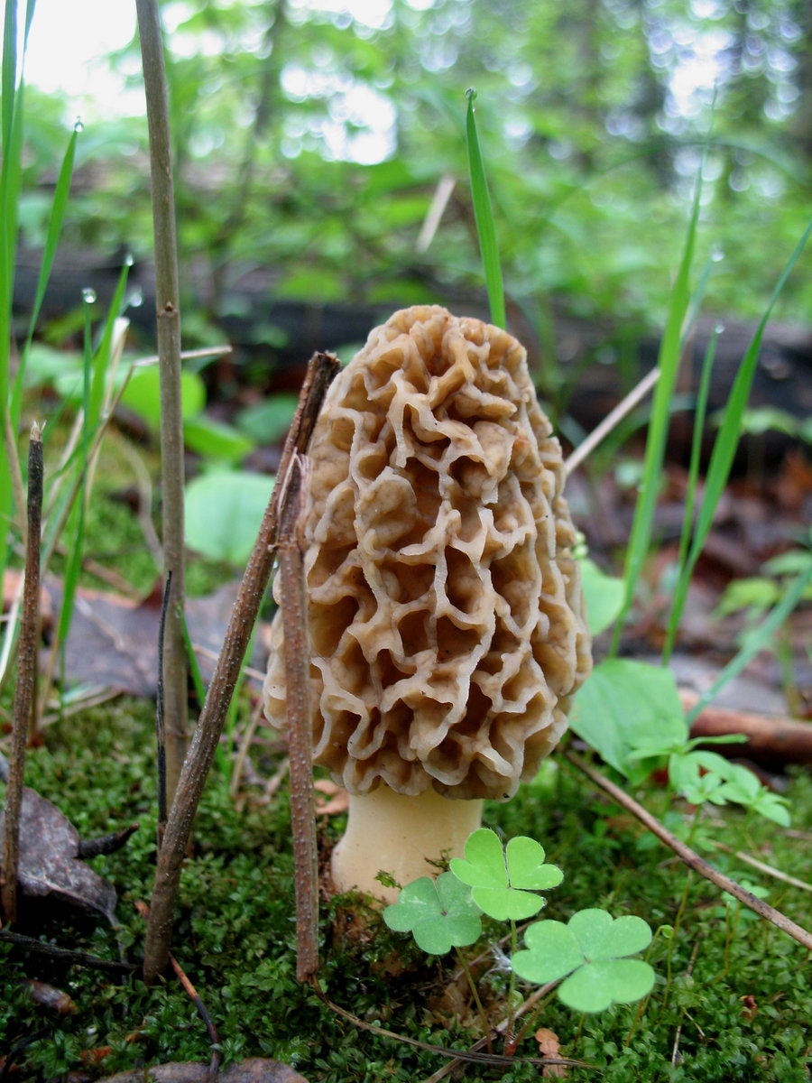 Сморчок - гриб, макро - оригинал