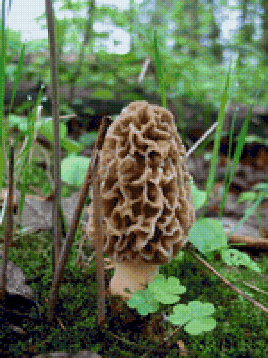 Сморчок - гриб, макро - предпросмотр