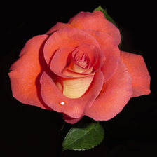 Схема вышивки «Роза»