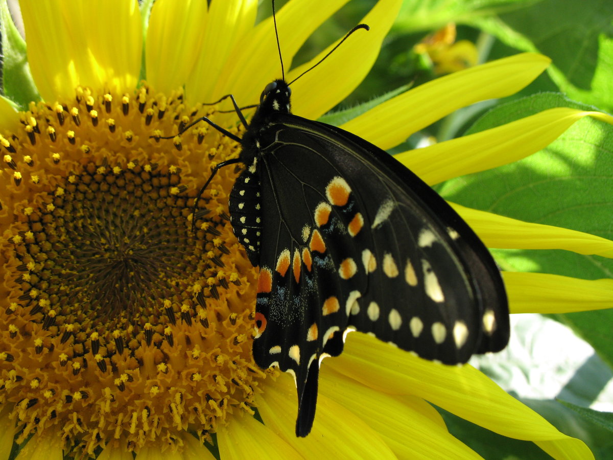 Бабочка - бабочка, подсолнух - оригинал