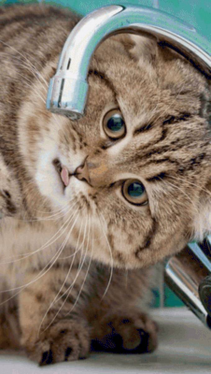 пить хочется - кошка, животные - предпросмотр