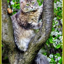 Схема вышивки «Высоко сижу, далеко гляжу»