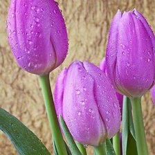 Схема вышивки «Тюльпаны»