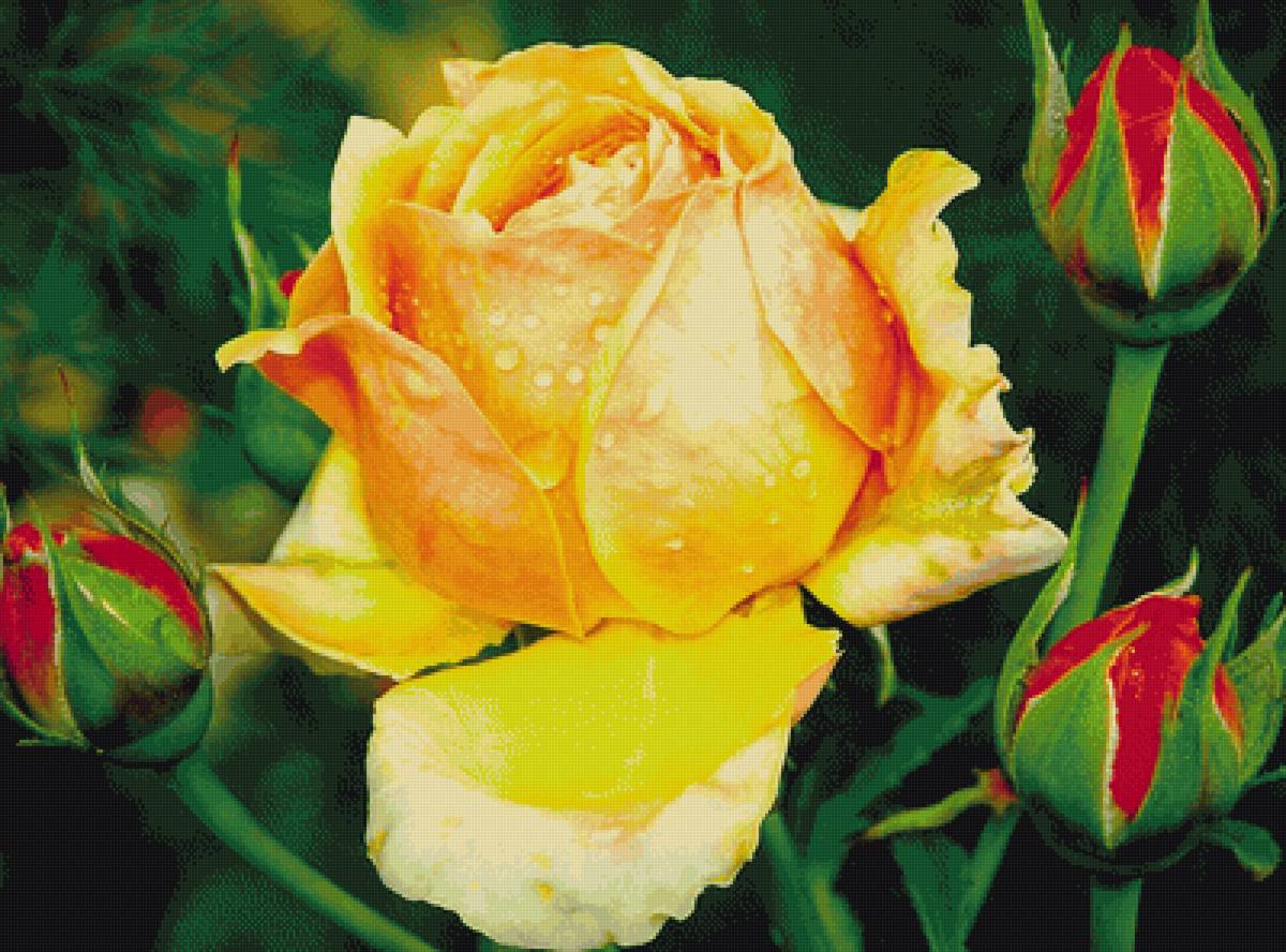 Роза - предпросмотр