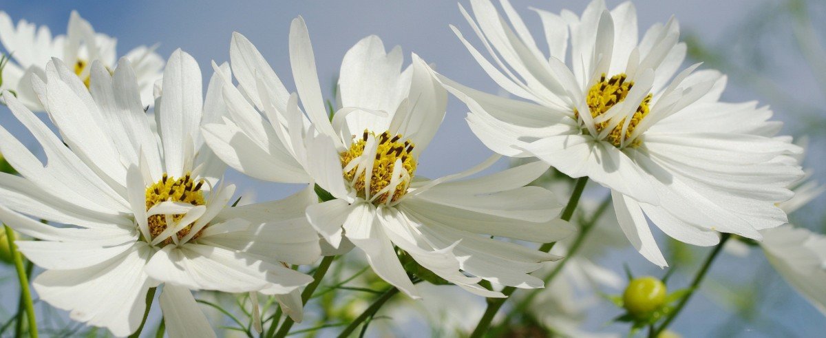 Космея - оригинал