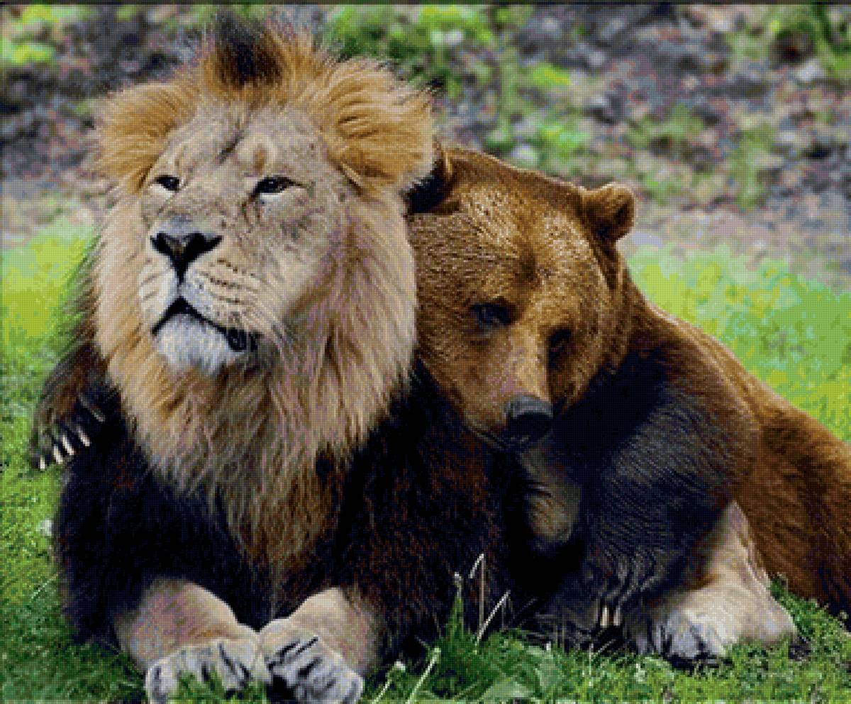 Лев тигр и медведь