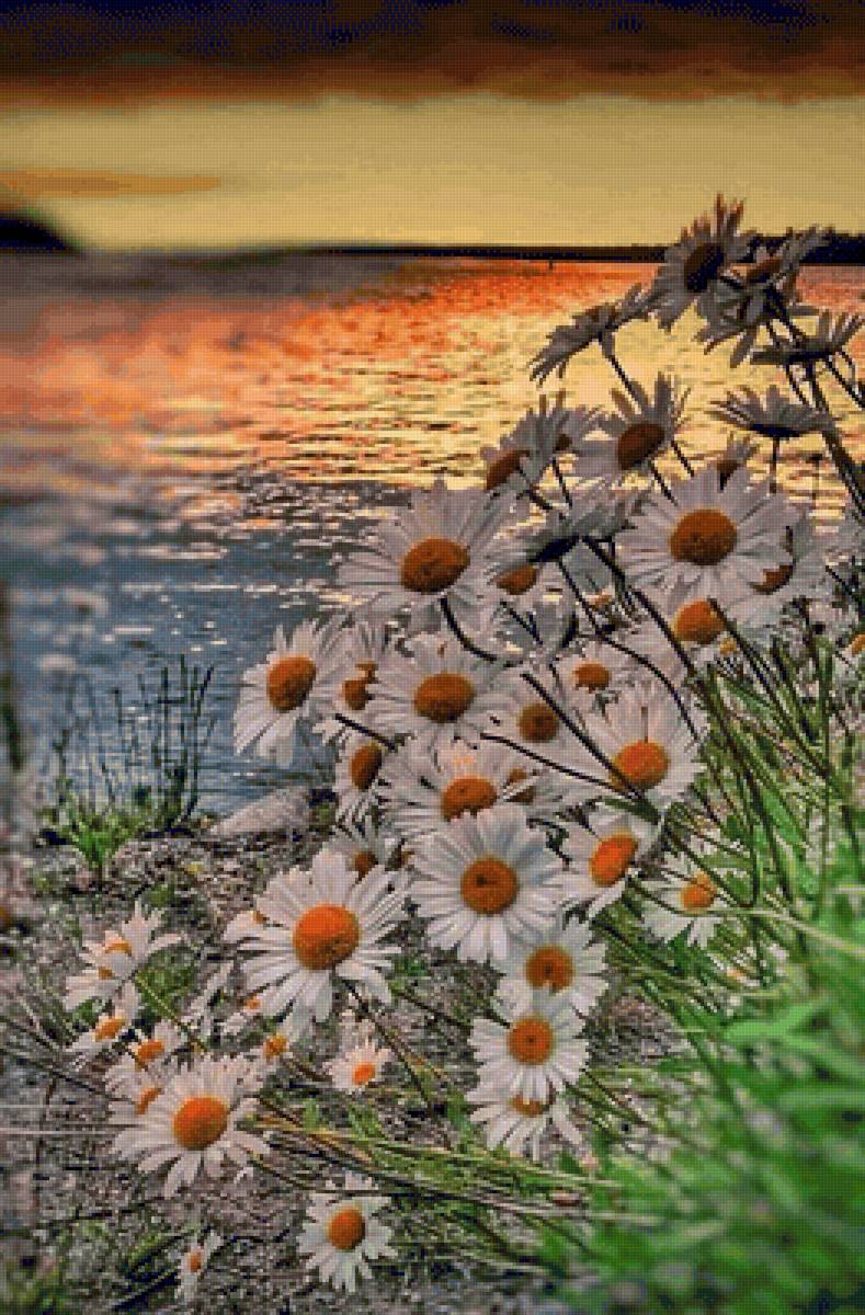 Пейзаж с ромашками - цветы, ромашки, природа - предпросмотр