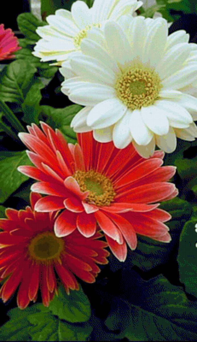 Хризантемы - цветы, хризантемы - предпросмотр