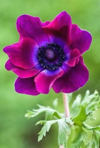 анемон - цветы, анемоны - оригинал