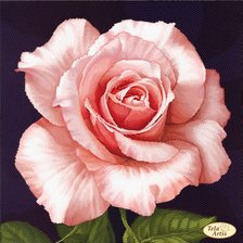 Оригинал схемы вышивки «rosa color rosa palo» (№2288114)