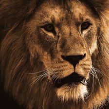 Схема вышивки «Лев»