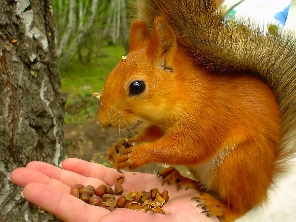 Угощение - белка, животные - оригинал