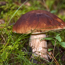 Схема вышивки «Белый гриб»