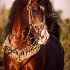 Схема вышивки «Лошадь»