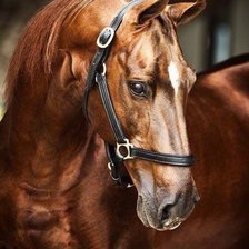 Схема вышивки «Лошадь»