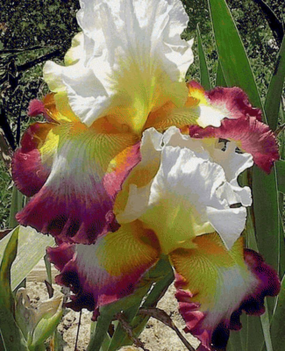 Ирис - цветы, ирис - предпросмотр