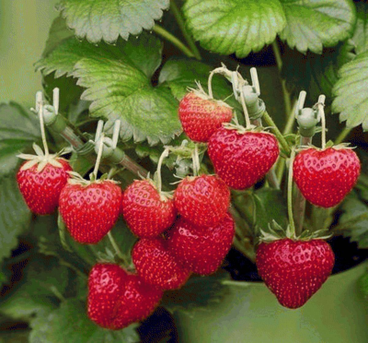 Земляника - предпросмотр