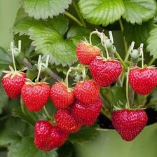 Схема вышивки «Земляника»