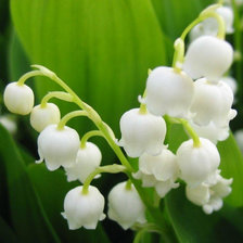 Схема вышивки «Ландыши»