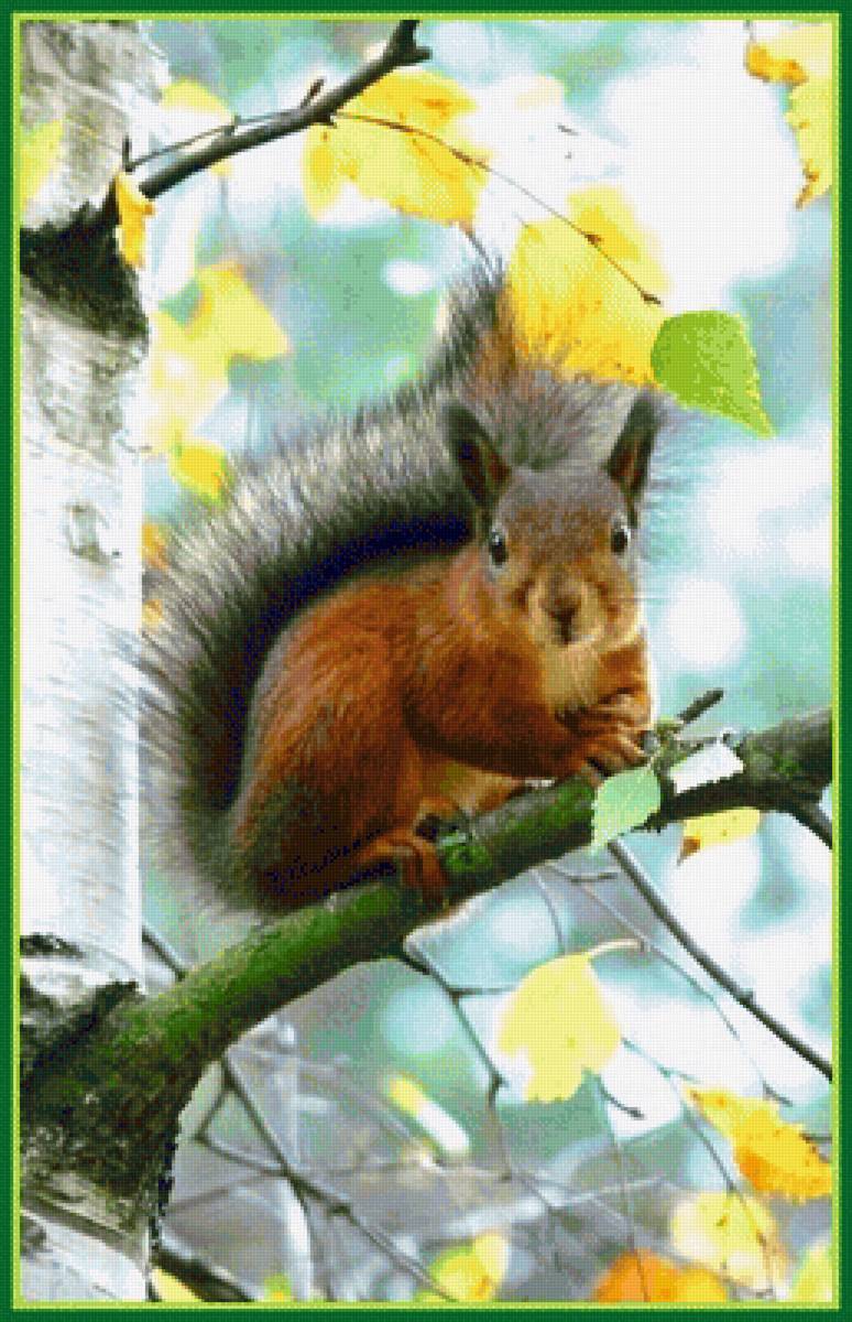 Белочка - животные, белка - предпросмотр