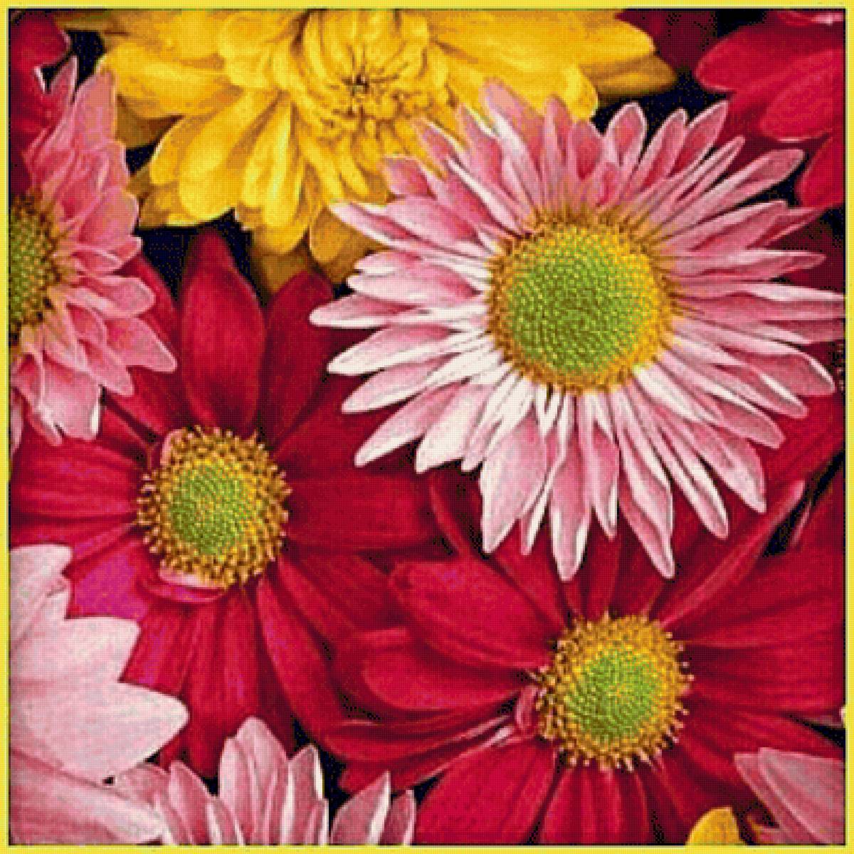 хризантемы - хризантемы, цветы - предпросмотр