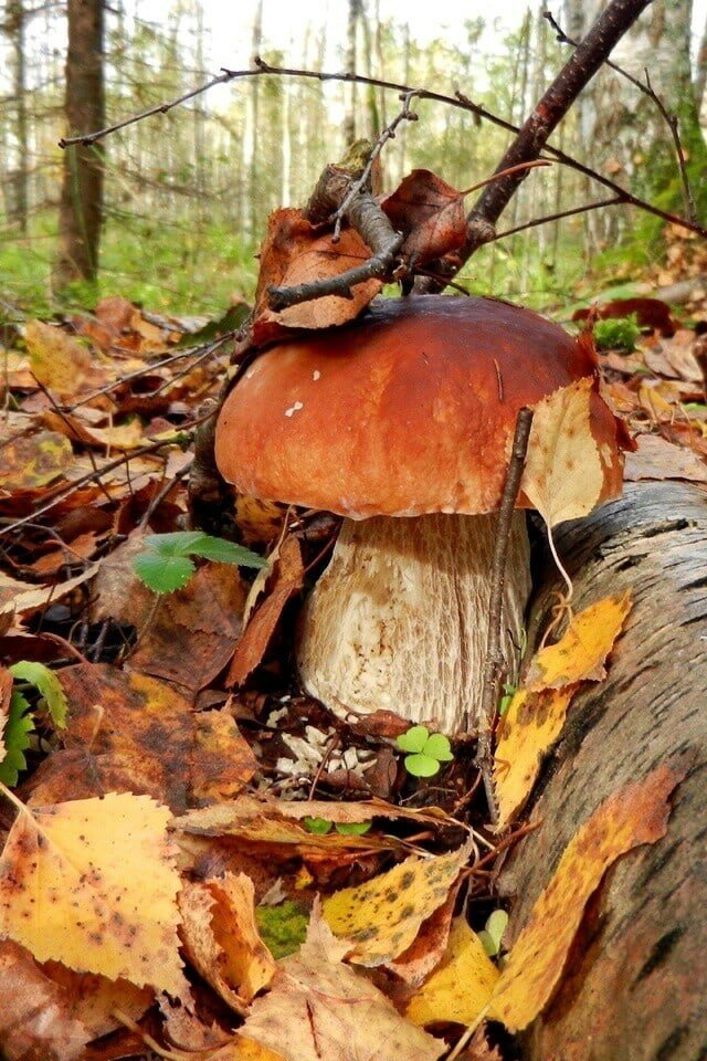 Белый гриб - грибы, боровик - оригинал