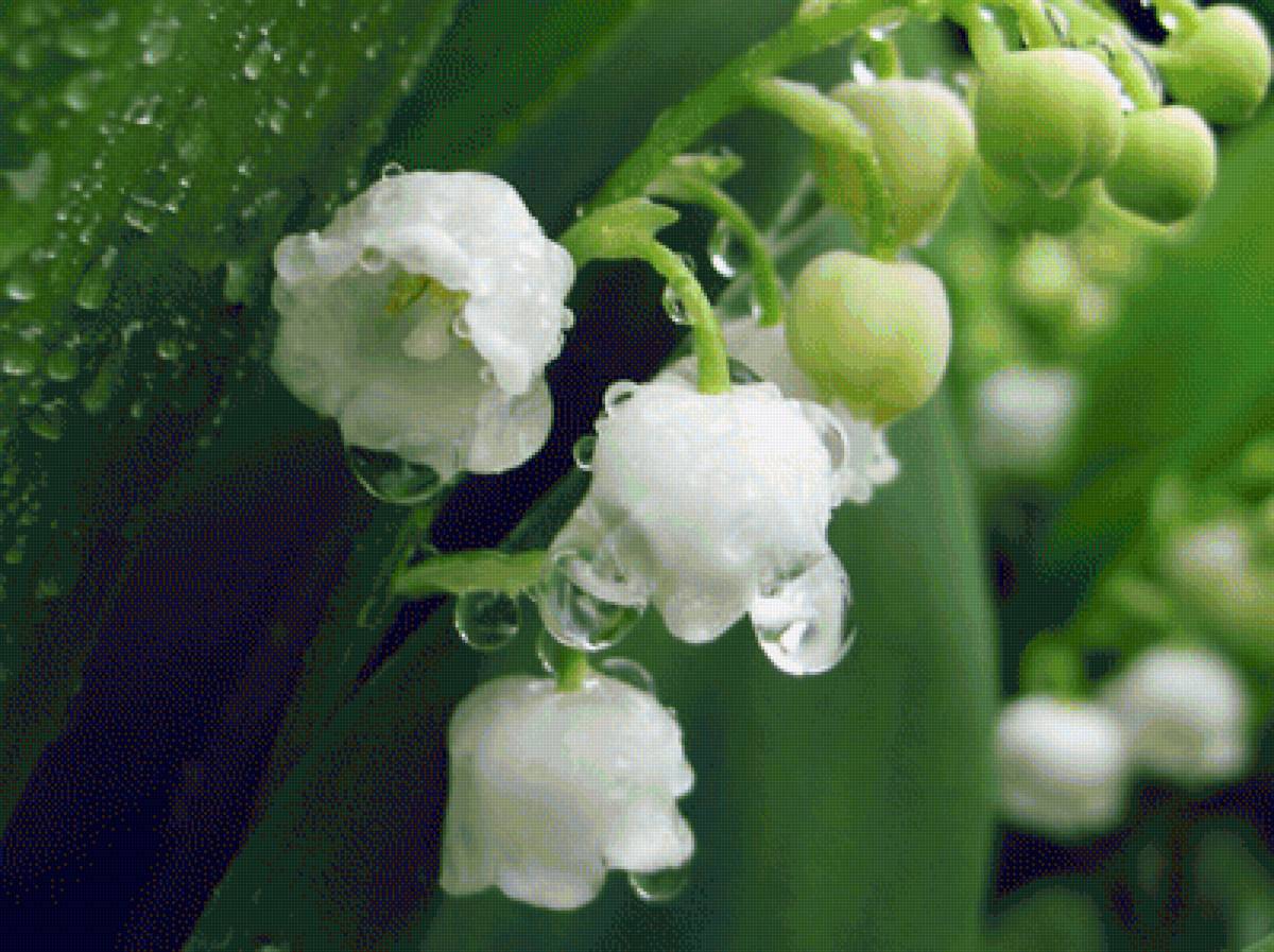 Ландыши - цветы, ландыши - предпросмотр