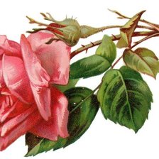 Схема вышивки «Роза»